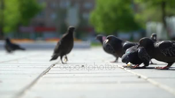 Ulicy gołębie jedzą okruszki chleba w parku. — Wideo stockowe