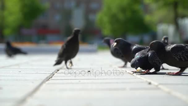 Palomas callejeras comen las migajas de pan en el parque . — Vídeos de Stock