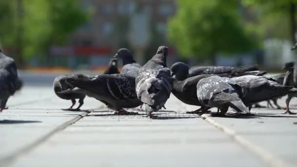 Straßentauben fressen die Semmelbrösel im Park. — Stockvideo