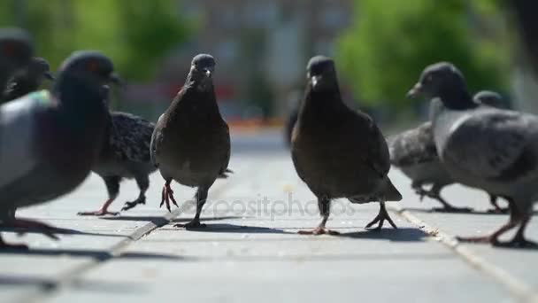 Les pigeons de rue mangent les miettes de pain dans le parc . — Video