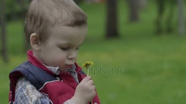 küçük çocuk bir karahindiba burnunu çekmek