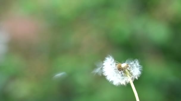 Filmagem Flying dandelion seeds. 4k — Vídeo de Stock