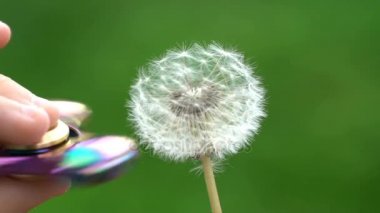 Spinner ve karahindiba ile oynayan çocuk.