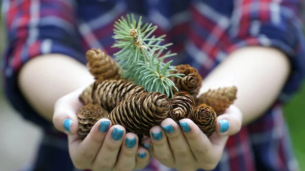 Girl holding fir cones in hands. — Stock Photo, Image