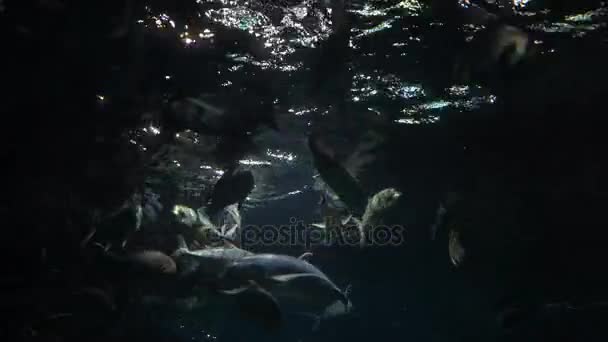 Fische schwimmen in einem großen Ozeanarium. — Stockvideo