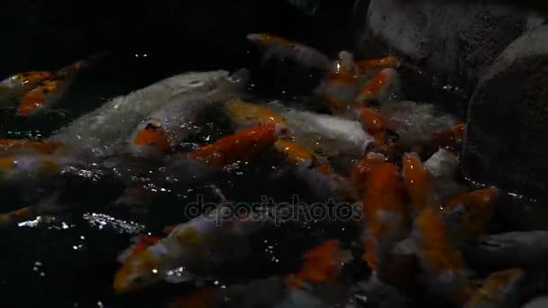 Fish swim in a large oceanarium. — Stock Video