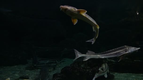 Les poissons nagent dans un grand océanarium . — Video