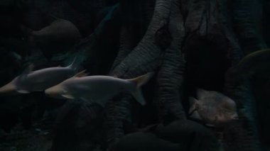 Balık büyük oceanarium içinde yüzmek.