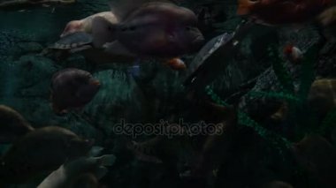 Balık büyük oceanarium içinde yüzmek.