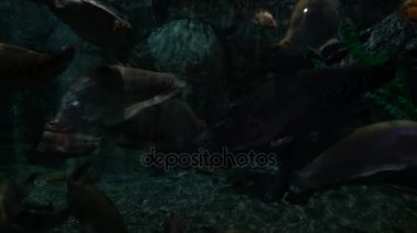 Balık büyük oceanarium içinde yüzmek.