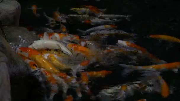 Vissen zwemmen in een grote oceanarium. — Stockvideo