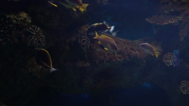 Fische schwimmen in einem großen Ozeanarium. — Stockvideo