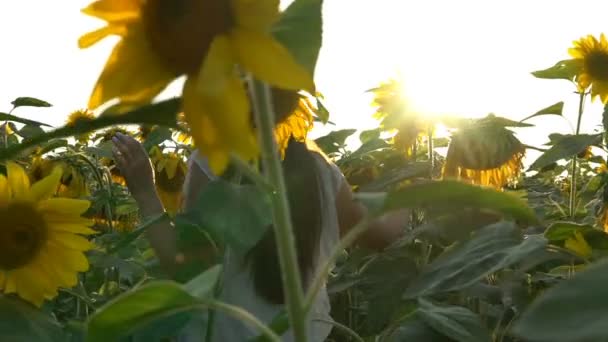 Красива дівчина працює на жовтому соняшниковому полі — стокове відео