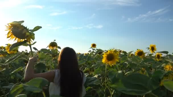 Hübsches Mädchen läuft auf gelbem Sonnenblumenfeld — Stockvideo