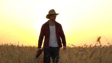 genç adam güneşin ışınları altın buğday alanına yürüyor ve gitar çalıyor.