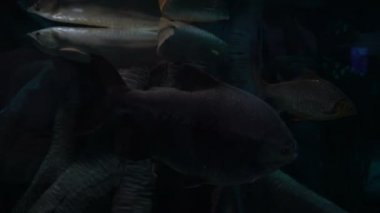 Balık büyük oceanarium içinde yüzmek.