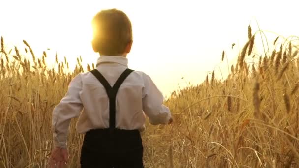 Kleine jongen loopt in het veld bij zonsondergang — Stockvideo