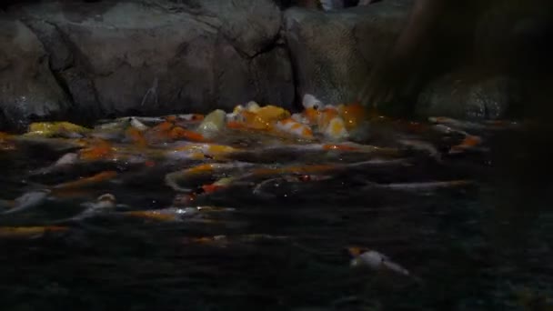 Fische schwimmen in einem großen Ozeanarium. — Stockvideo