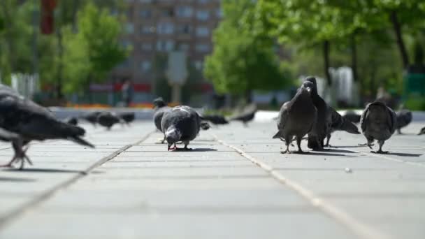 Straßentauben fressen die Semmelbrösel im Park. — Stockvideo