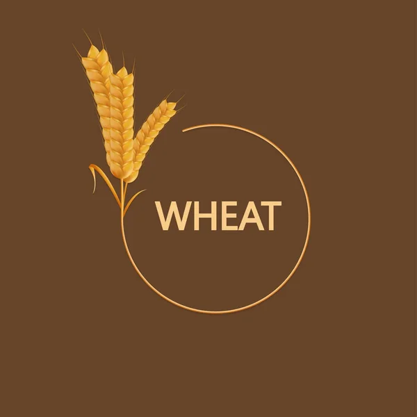 Vector modern wheat background — Stock Vector