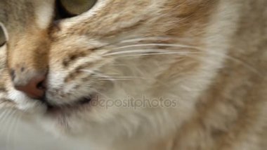 görüntüleri zencefil kedi kapatın. Ağır çekim 120fps.