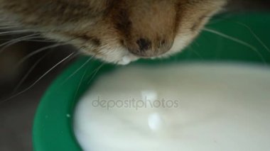 görüntüleri zencefil kedi süt içerken yakın çekim.