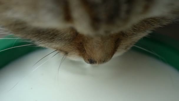 Filmato zenzero gatto bere latte da vicino . — Video Stock