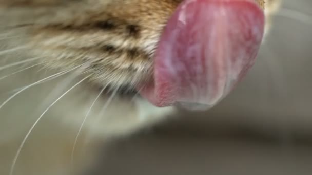 Имбирный кот пьет молоко. . — стоковое видео