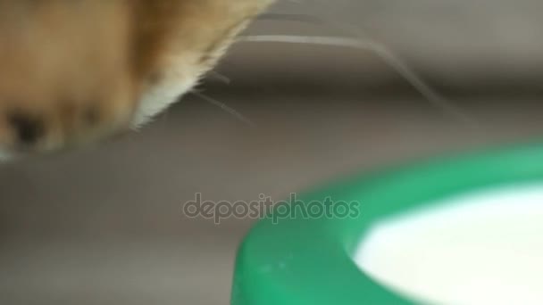 Záběry zázvor kočky konzumní mléko zblízka. — Stock video