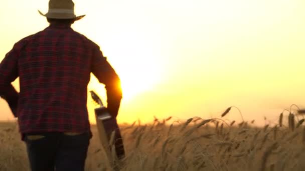 Jovem cara caminha o campo de trigo dourado nos raios do pôr do sol com guitarra . — Vídeo de Stock