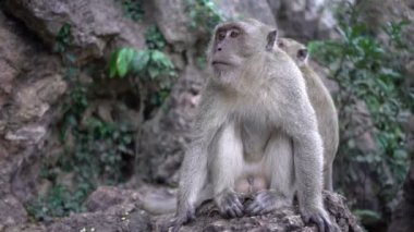 bir maymun yakın çekim açık havada portresi.