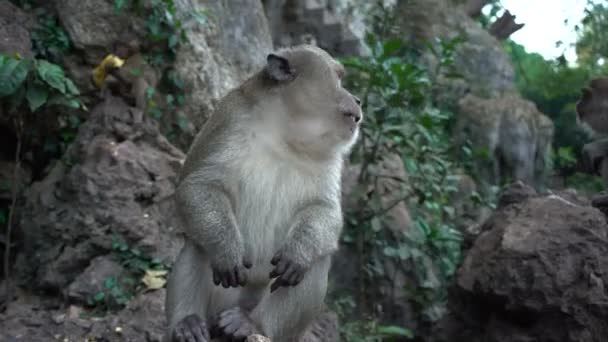 Portrait d'un singe gros plan à l'extérieur . — Video