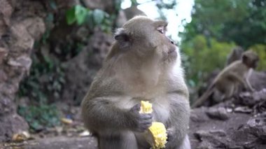 bir maymun yakın çekim açık havada portresi.