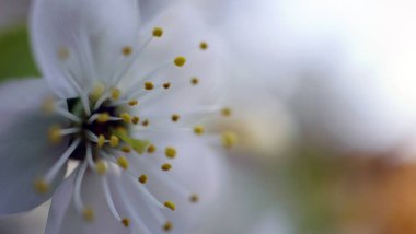 Cherry blossom makro yakın çekim.