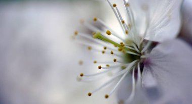 Cherry blossom makro yakın çekim.