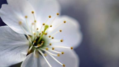 Cherry blossom makro yakın çekim.