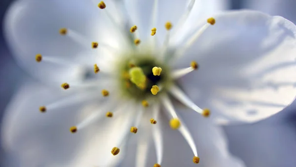 Kers Bloei Macro Close Bloem — Stockfoto