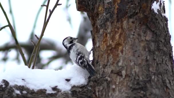 Gran pájaro carpintero manchado en árbol de invierno . — Vídeo de stock