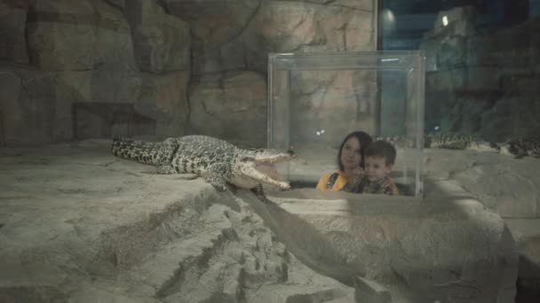 Menschen betrachten Krokodile in einem großen Ozeanarium — Stockvideo