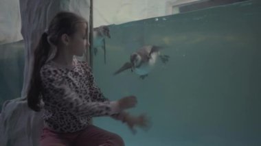 Kız okyanusta yüzen penguenlere bakıyor.