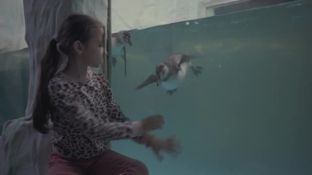 Fille regarder à travers le verre dans l'océanarium à la natation pingouins — Video