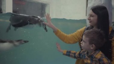 Anne oğul okyanusta yüzen penguenlere bakıyorlar.