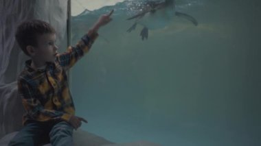 Küçük çocuk okyanusta yüzen penguenlere bakıyor.