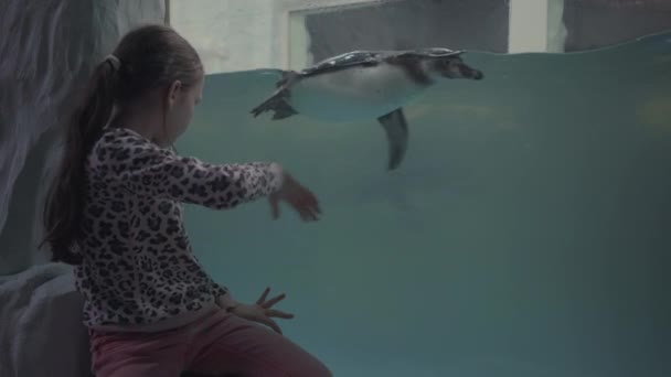 Fille regarder à travers le verre dans l'océanarium à la natation pingouins — Video