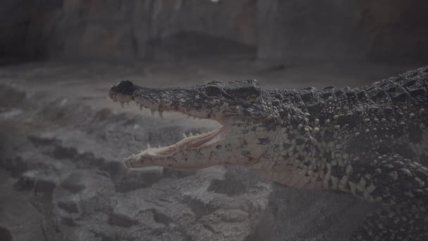 O crocodilo jaz com uma boca aberta — Vídeo de Stock