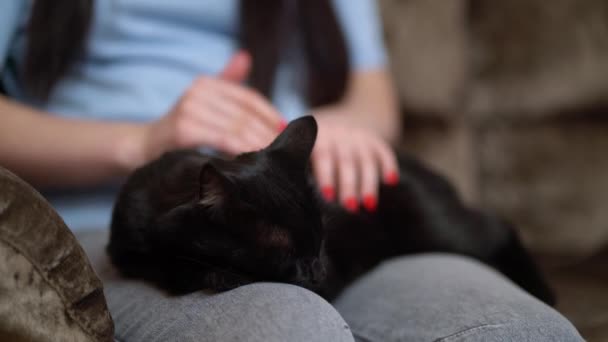 Mujer acariciando un gato acostada en el sofá — Vídeos de Stock