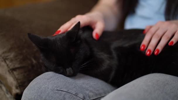 Frau streichelt eine Katze, die auf der Couch liegt — Stockvideo