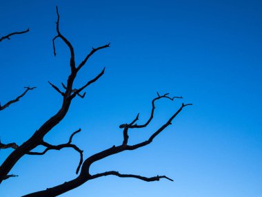 Mavi gökyüzü karşı ölü ağaç dalları