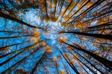 Sonbahar orman gölgelik arka plan