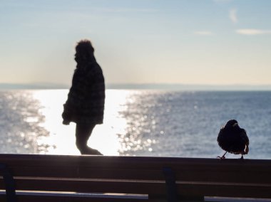 Starling grafik silueti ile arka plan şekilde bankta